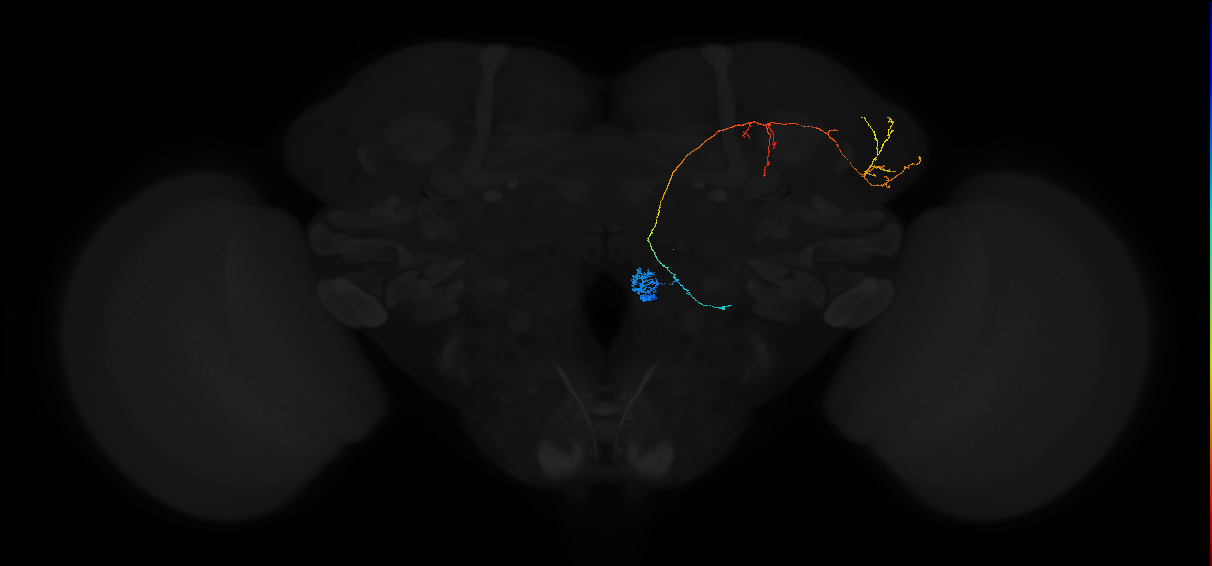adult antennal lobe projection neuron VC3l adPN