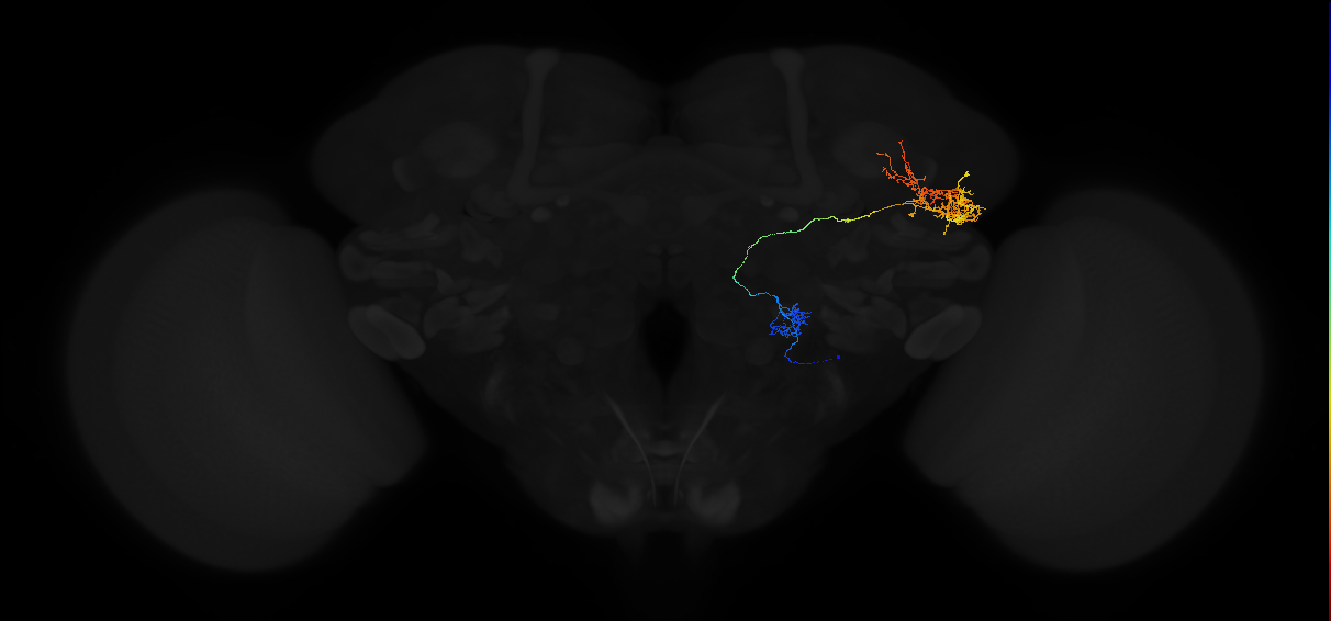 adult antennal lobe projection neuron VL1 vPN