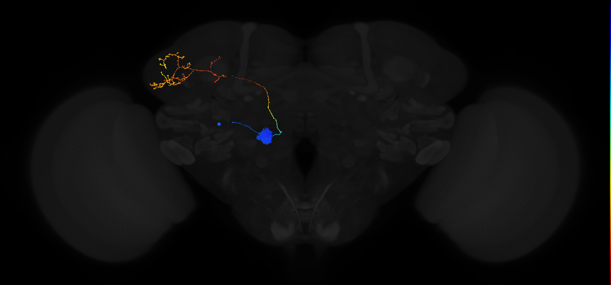 adult antennal lobe projection neuron VC1 lPN