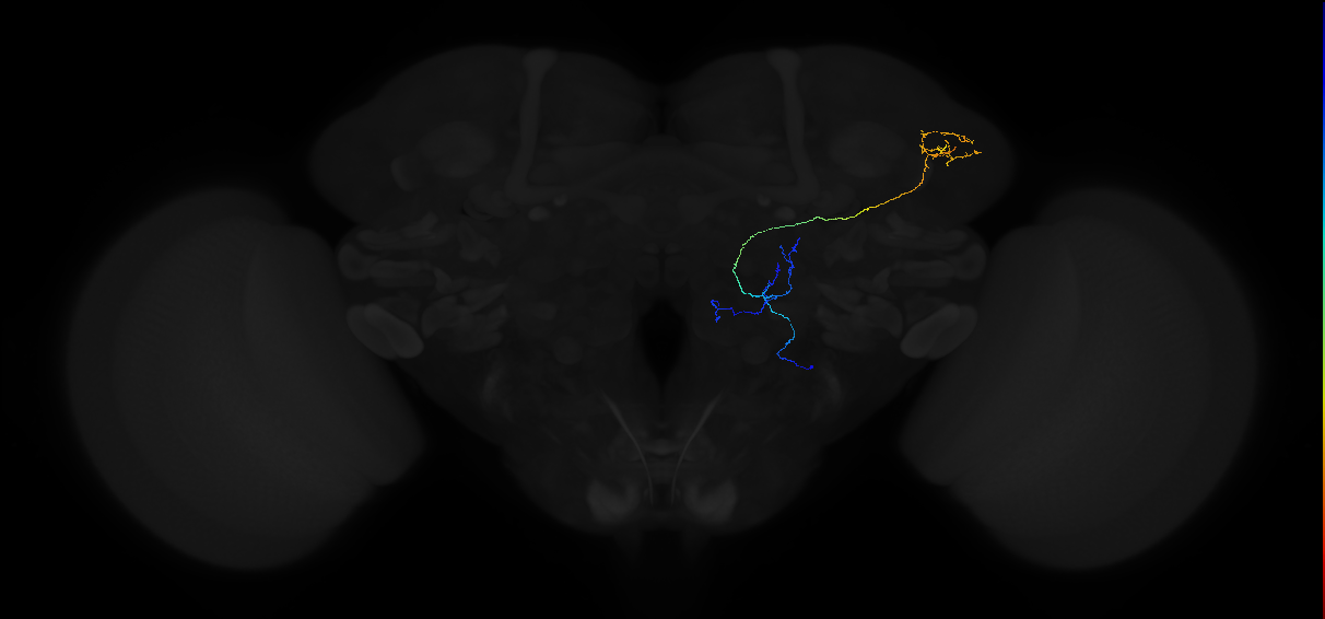 mediolateral antennal lobe tract projection neuron 2