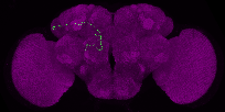 adult antennal lobe projection neuron DL2d adPN