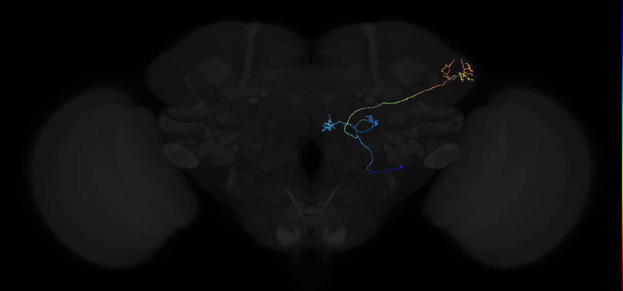 adult antennal lobe projection neuron DM4 vPN