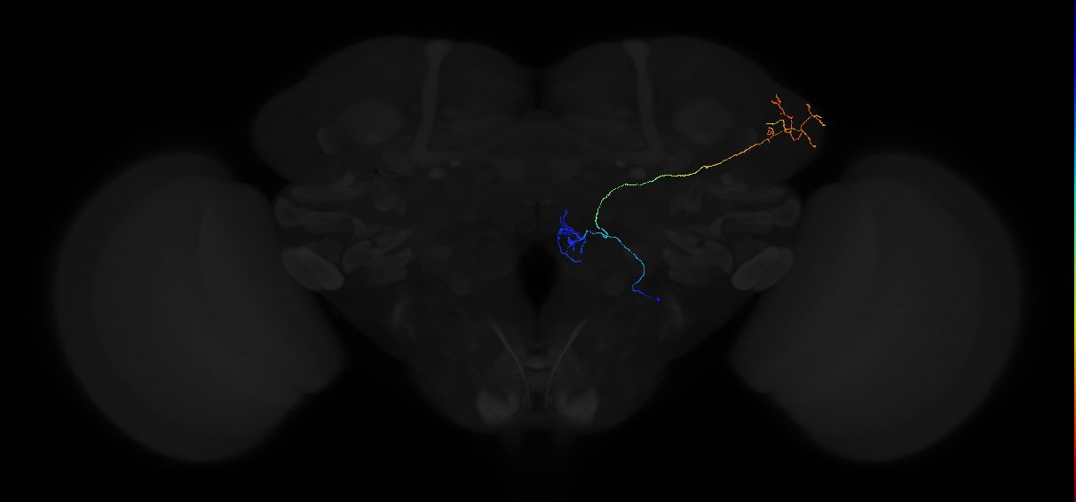 adult antennal lobe projection neuron VM2 vPN
