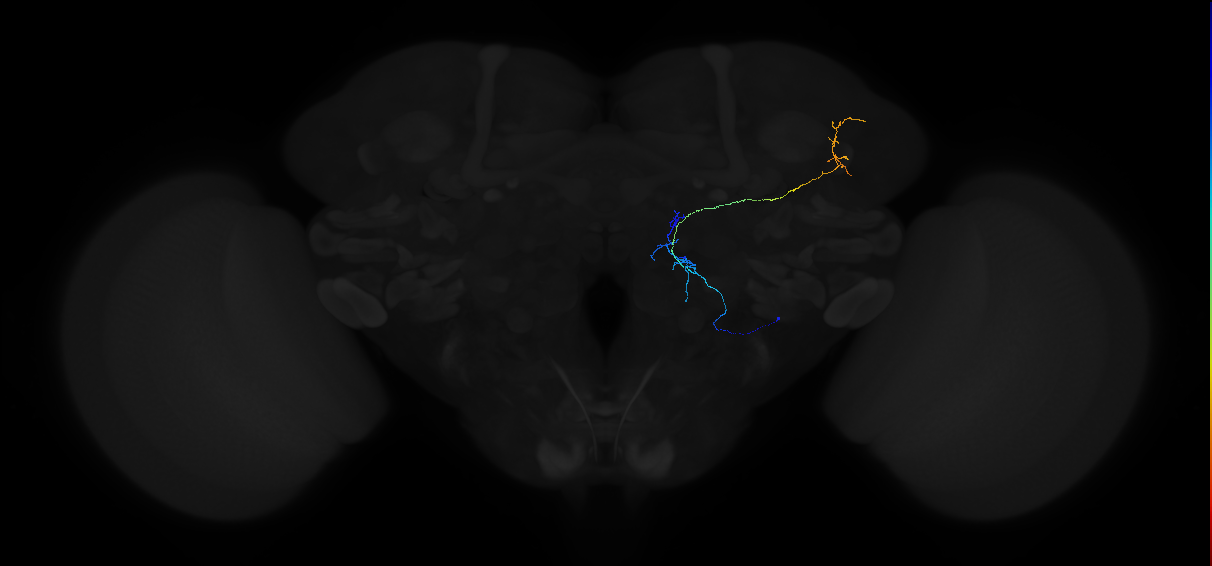 mediolateral antennal lobe tract projection neuron 2
