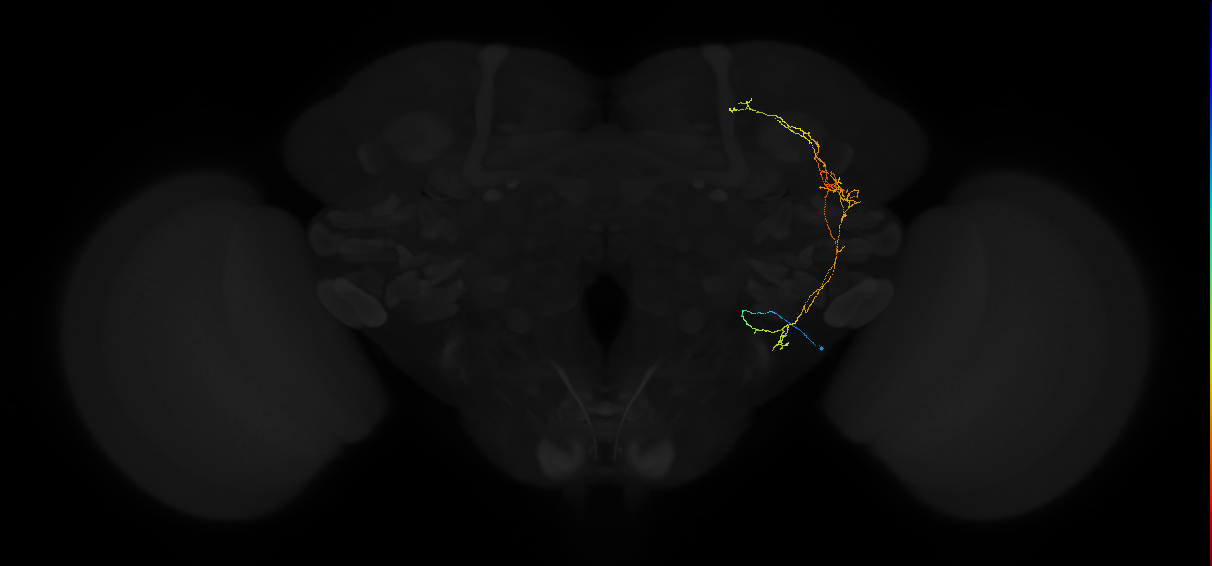 adult lateral horn output neuron