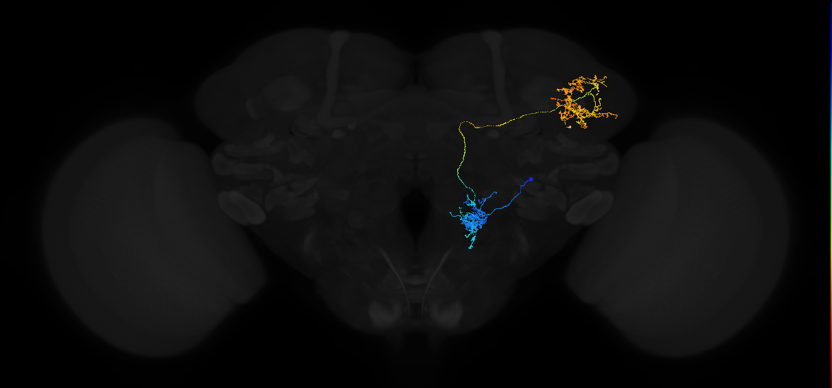 adult uniglomerular antennal lobe projection neuron V l2PN
