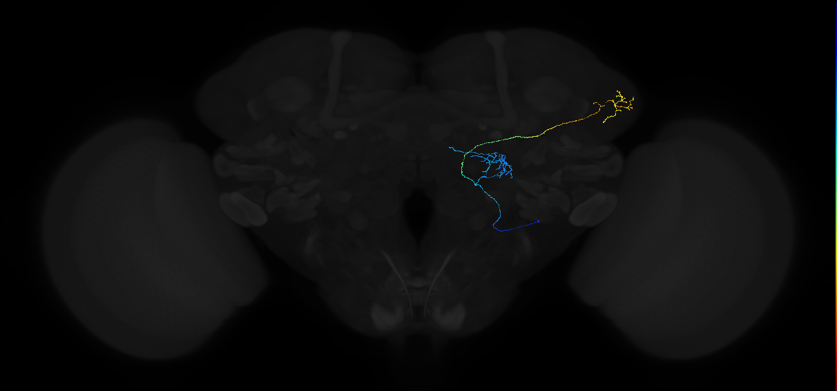 adult antennal lobe projection neuron DL2d vPN