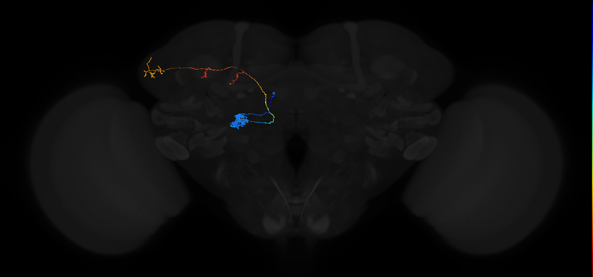 adult antennal lobe projection neuron DL2v adPN