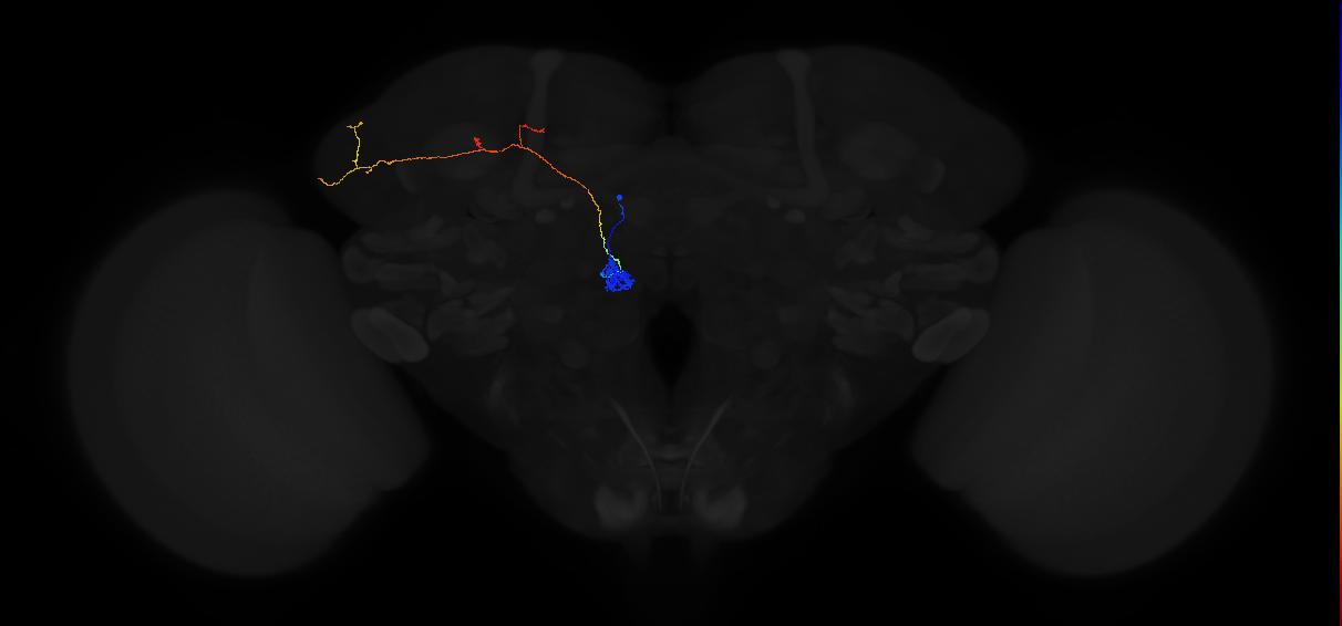 adult antennal lobe projection neuron VM5d adPN