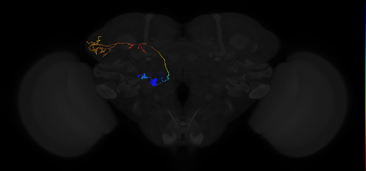 adult antennal lobe projection neuron VA7l adPN