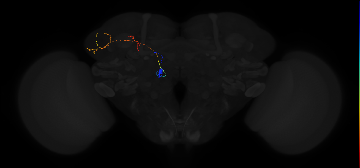 adult antennal lobe projection neuron DC2 adPN