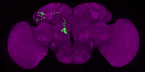 adult antennal lobe projection neuron DC4 adPN