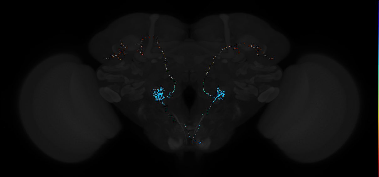 adult bilateral antennal lobe projection neuron VP3+VP1l ivPN