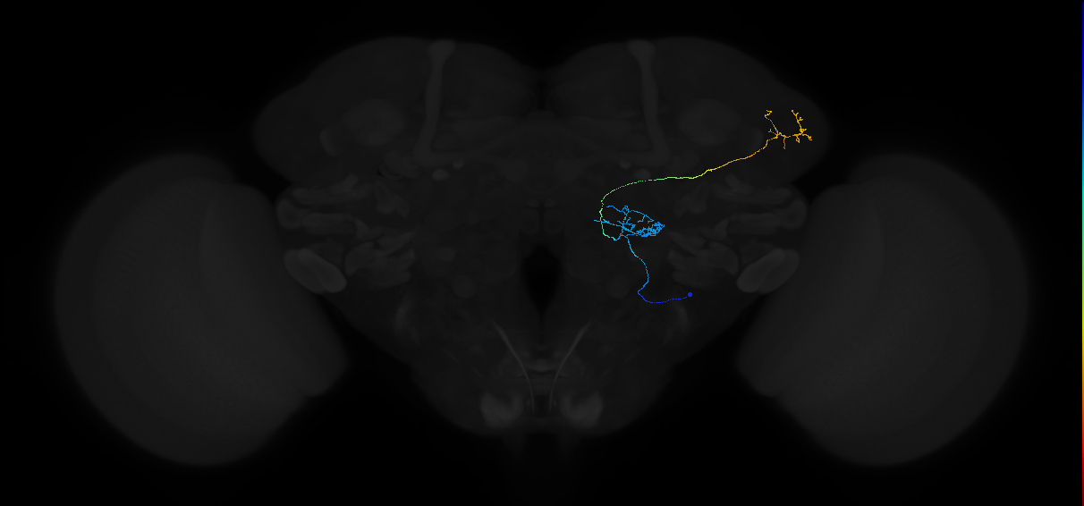 adult antennal lobe projection neuron DP1l vPN