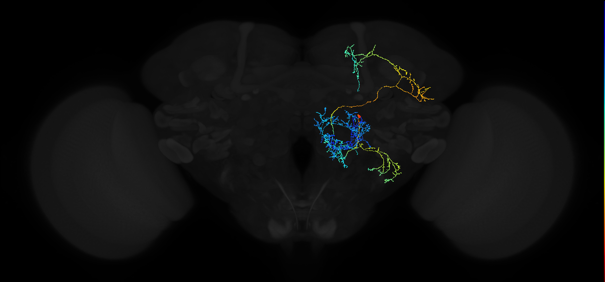 adult multiglomerular antennal lobe projection neuron spPN t4ALT