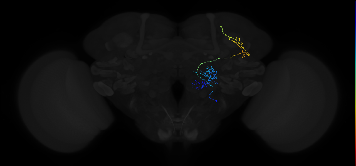 mediolateral antennal lobe tract projection neuron 3