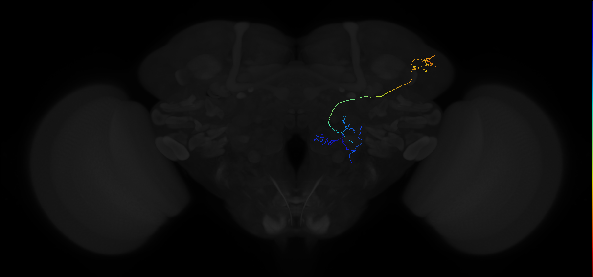 adult antennal lobe projection neuron DL2v vPN