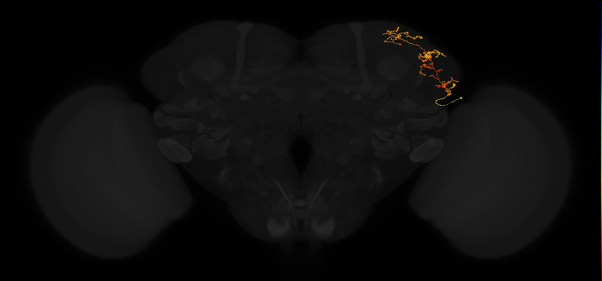adult lateral horn AV3a1 neuron