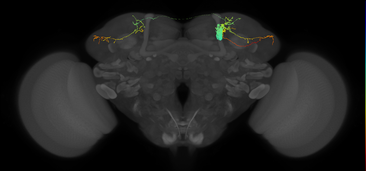 MBON-a2sc_R (FAFB:346114)