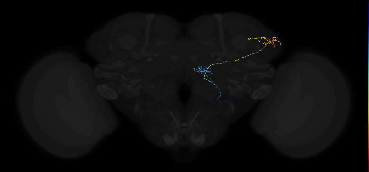 adult antennal lobe projection neuron DP1m vPN