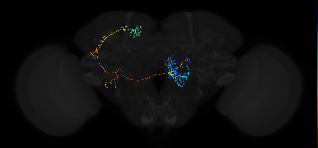 adult multiglomerular antennal lobe projection neuron spPN t5ALT