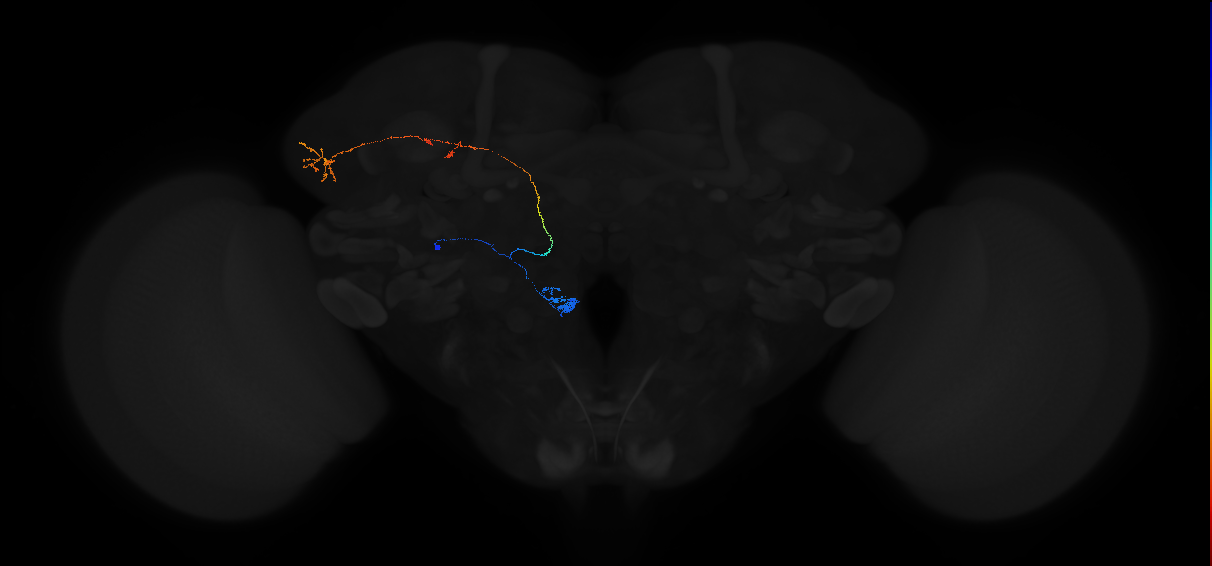 adult antennal lobe projection neuron VM1 lPN