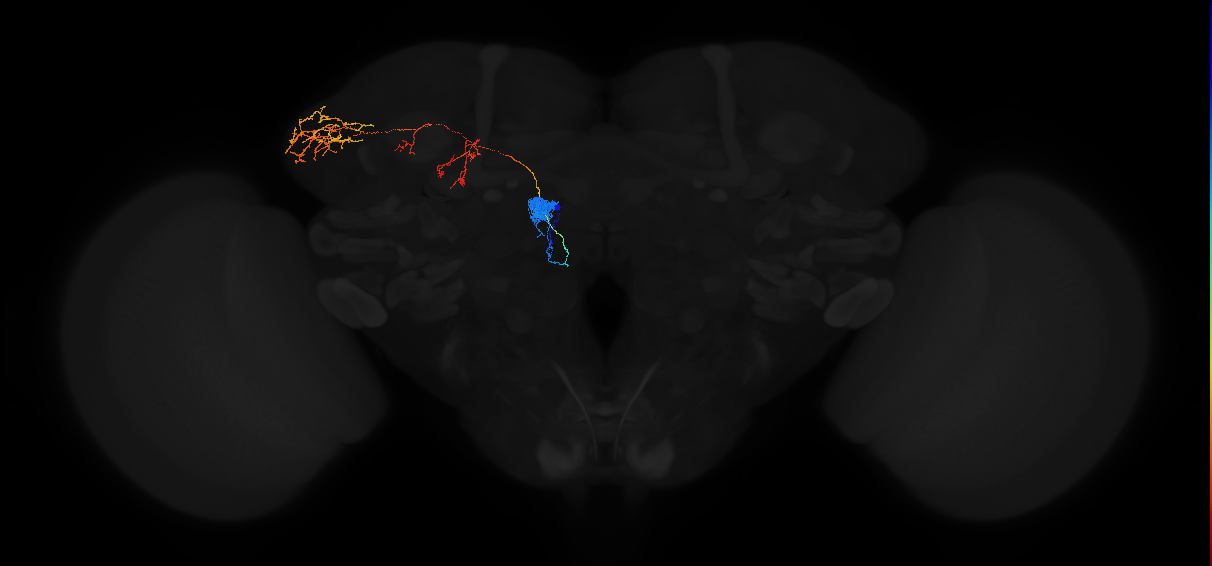 adult antennal lobe projection neuron DM3 adPN