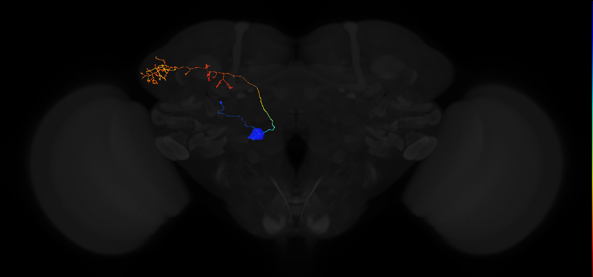 adult antennal lobe projection neuron VC2 lPN