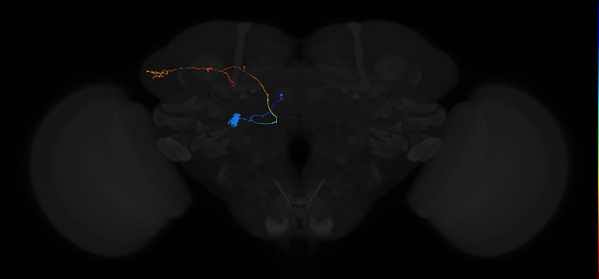 adult antennal lobe projection neuron DL2d adPN