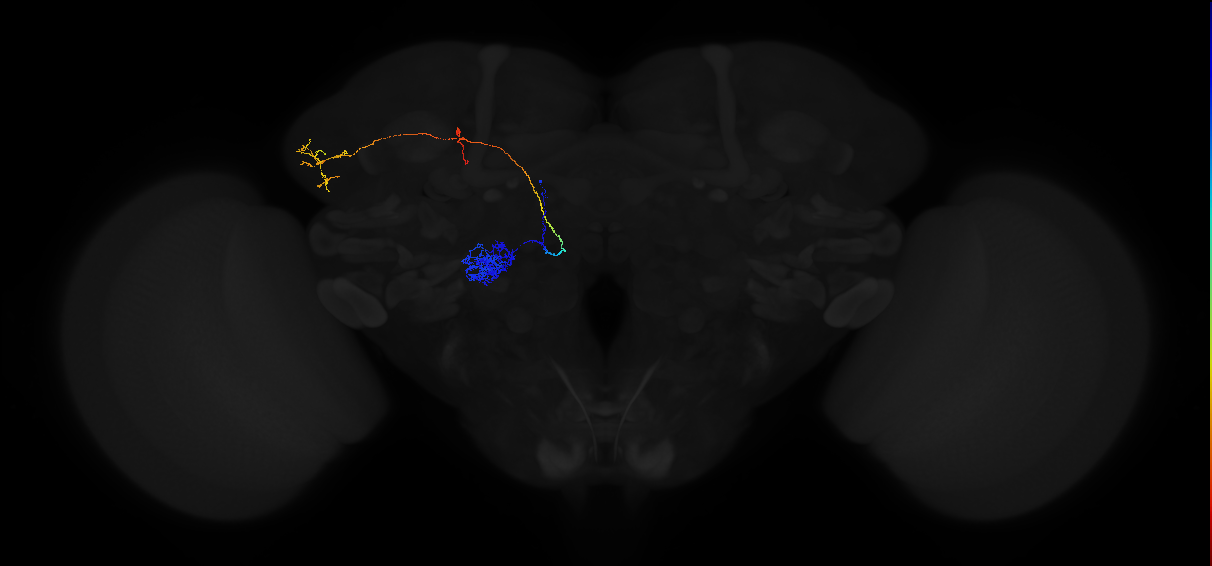 adult antennal lobe projection neuron VA1v adPN
