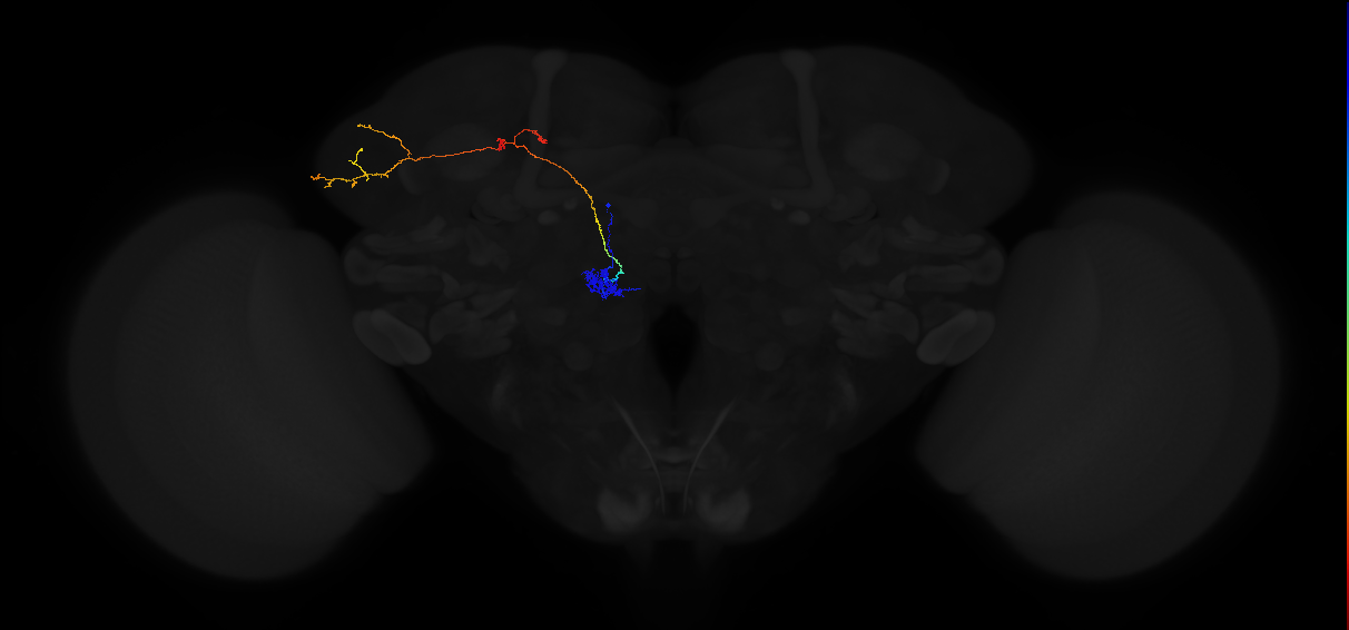 adult antennal lobe projection neuron VM5v adPN