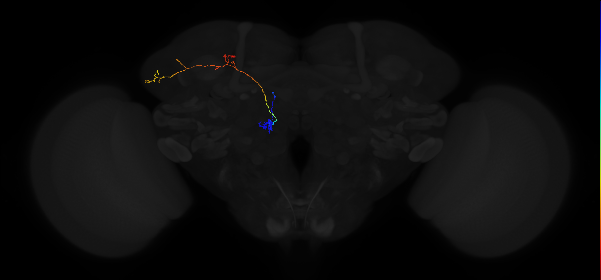 adult antennal lobe projection neuron VM5