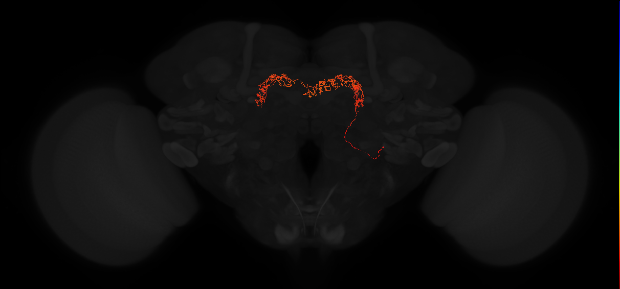 adult intrinsic protocerebral bridge 18 glomeruli-glomeruli 6 and 3 neuron