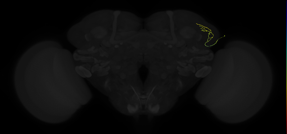 adult lateral horn AV4e7 neuron
