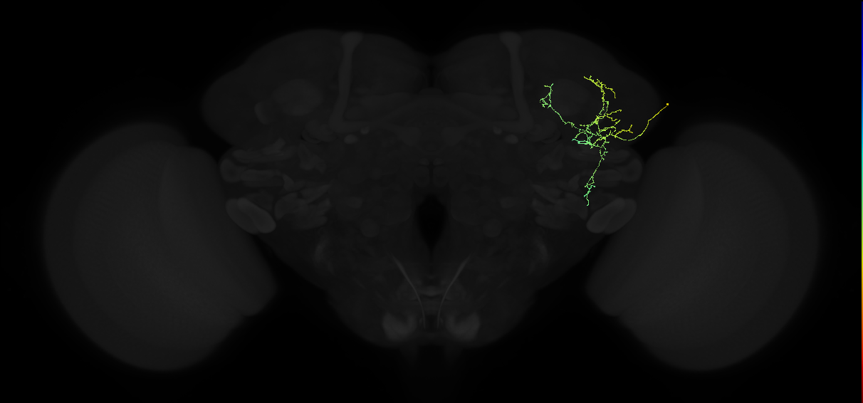 adult lateral horn AV4c1 neuron
