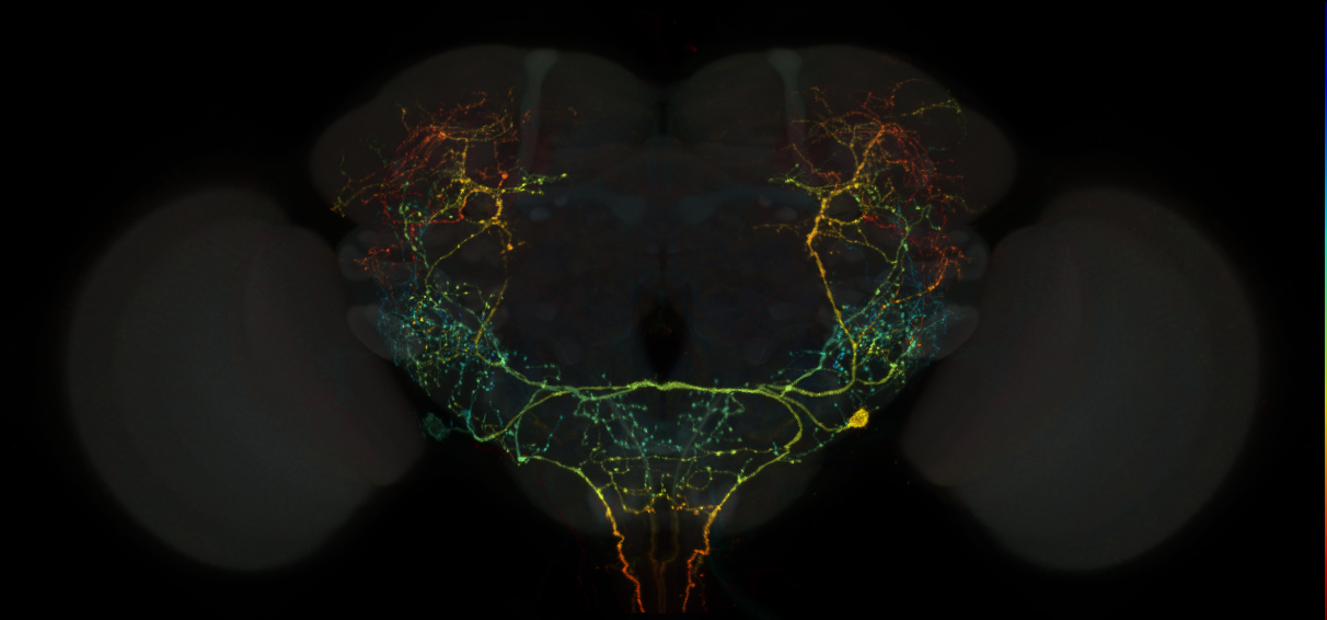 split-GAL4 lines for descending neurons (Namiki2018)