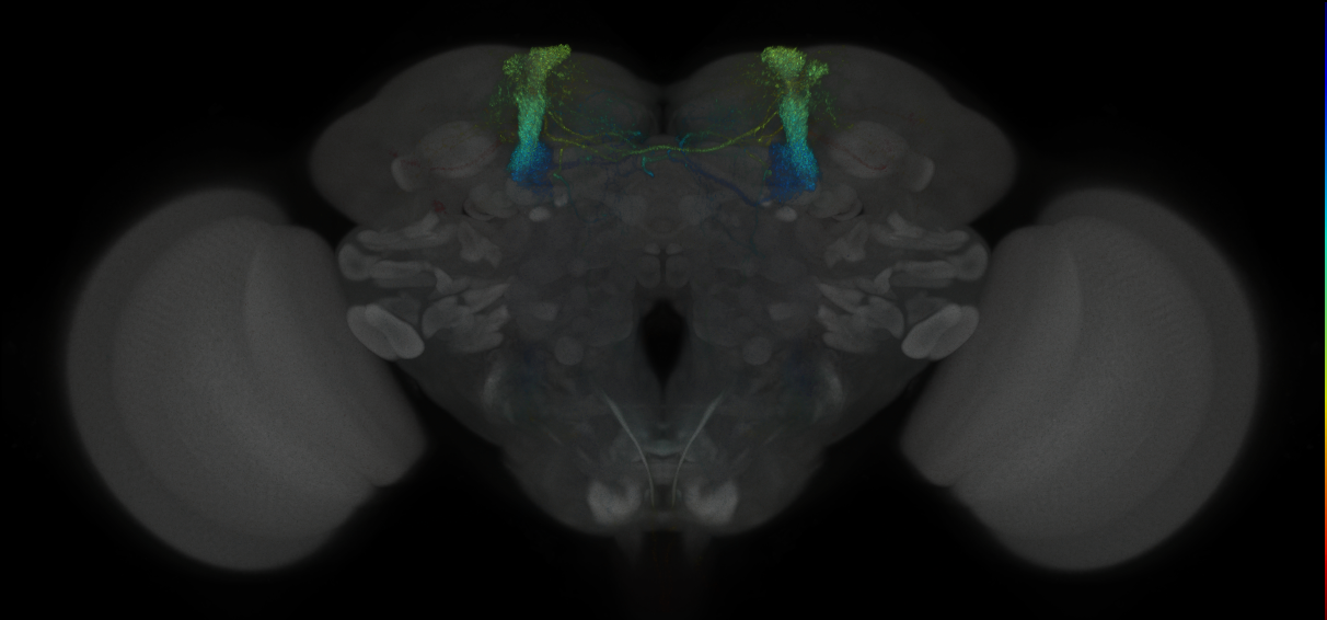 JRC_MB060B_Brain_2014_20121031_31_D2_20x