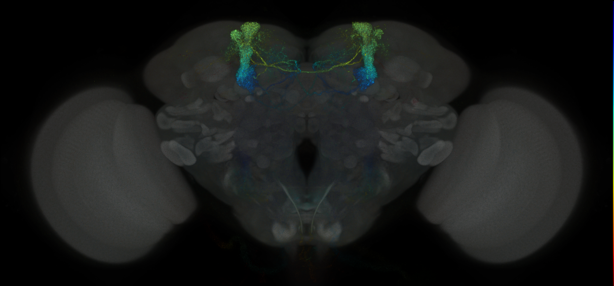 JRC_MB060B_Brain_2014_20121031_31_D5_20x