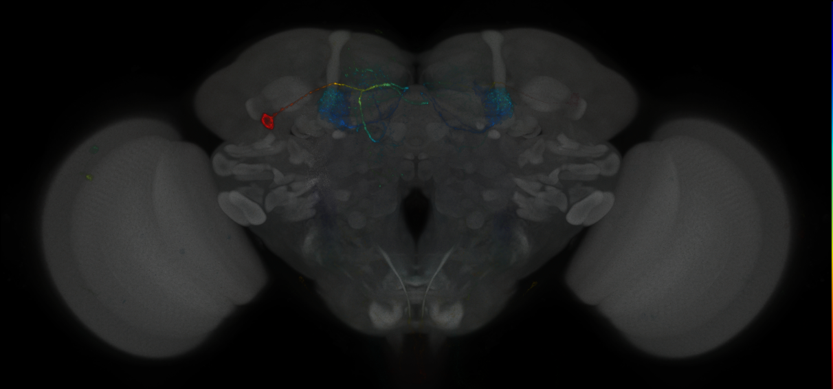 JRC_MB296B_Brain_2014_20121031_31_F1_20x