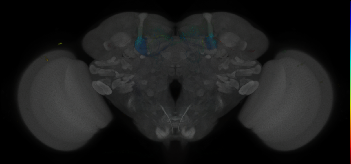 JRC_MB296B_Brain_2014_20121031_31_F4_20x