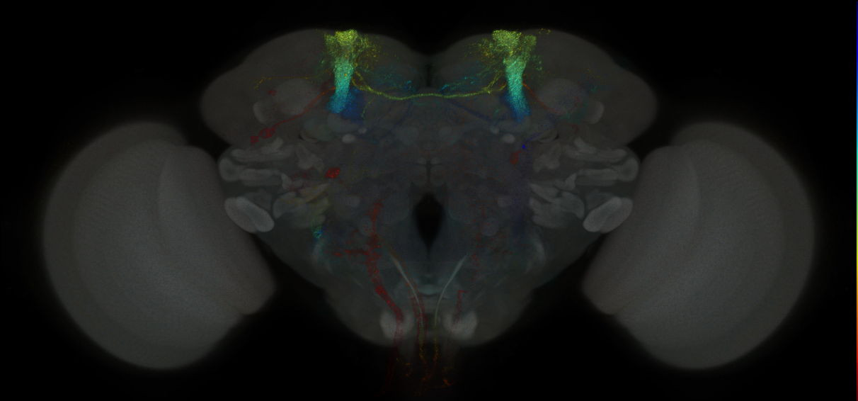JRC_MB065B_Brain_2014_20121031_31_G1_20x