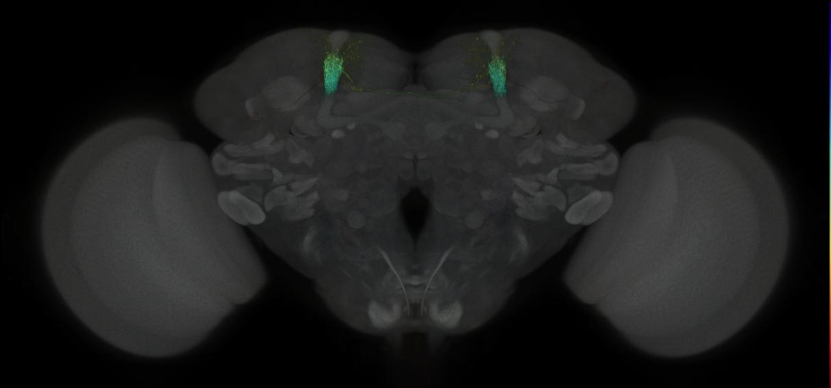 JRC_MB058B_Brain_2014_20121031_31_H2_20x