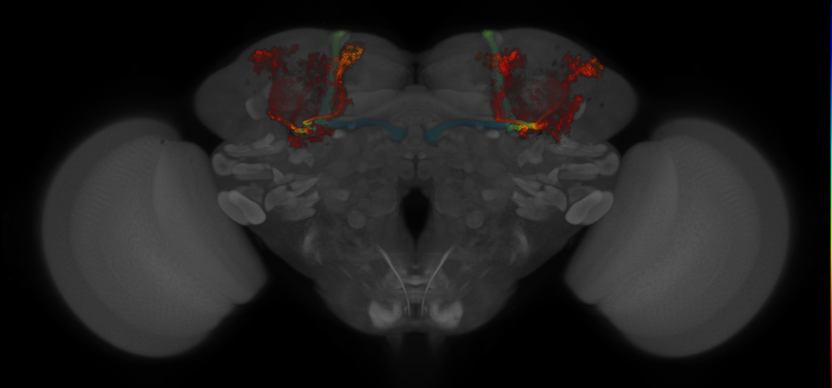 JRC_MB594B_Brain_2014_20130208_31_E3_20x