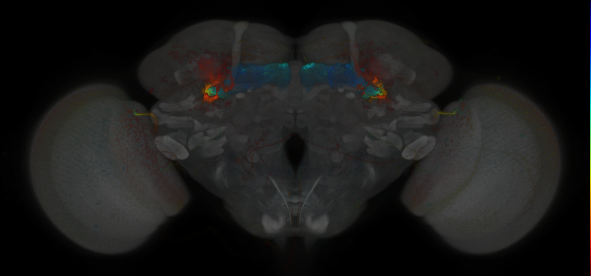 JRC_MB009B_Brain_2014_20121018_31_E1_20x