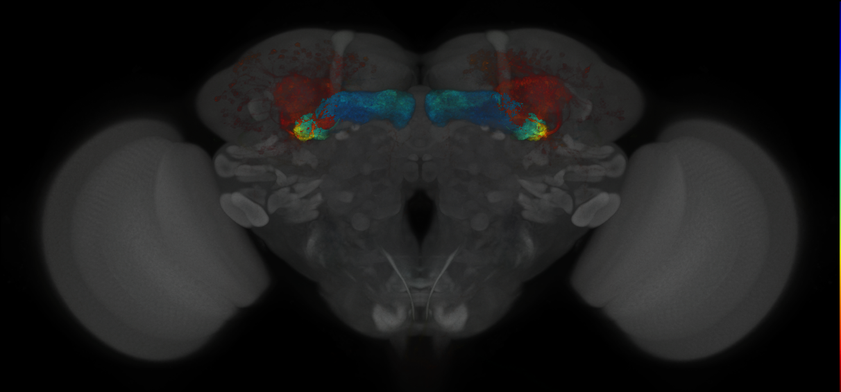 JRC_MB131B_Brain_2014_20121018_31_F1_20x