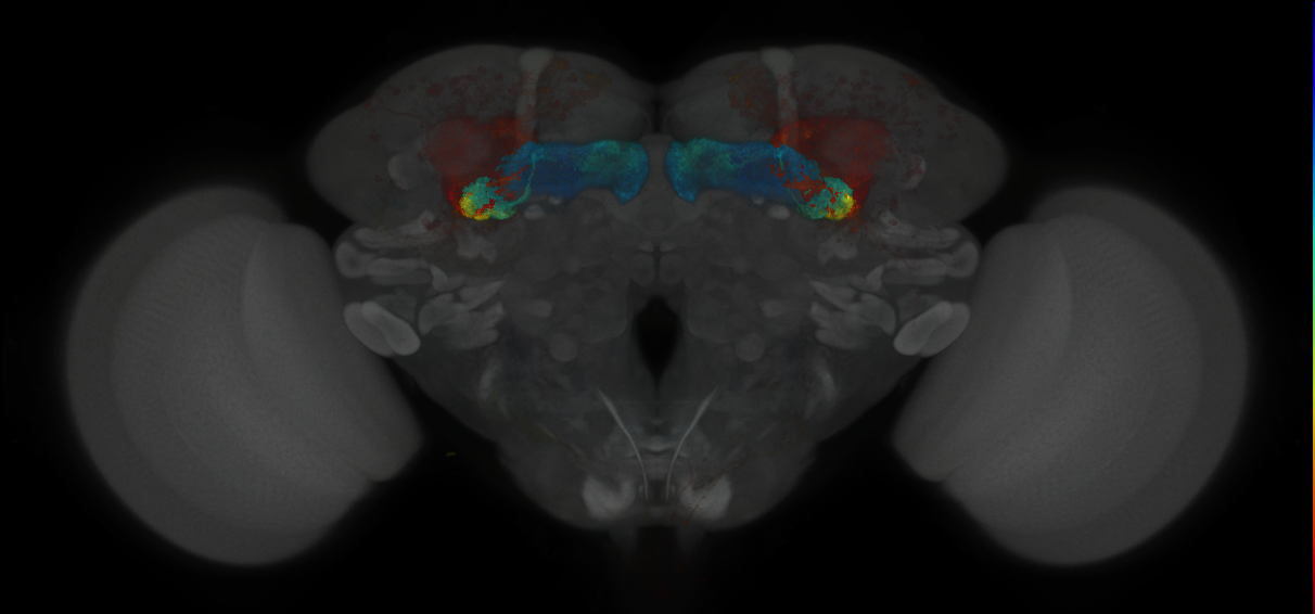 JRC_MB131B_Brain_2014_20121018_31_F2_20x