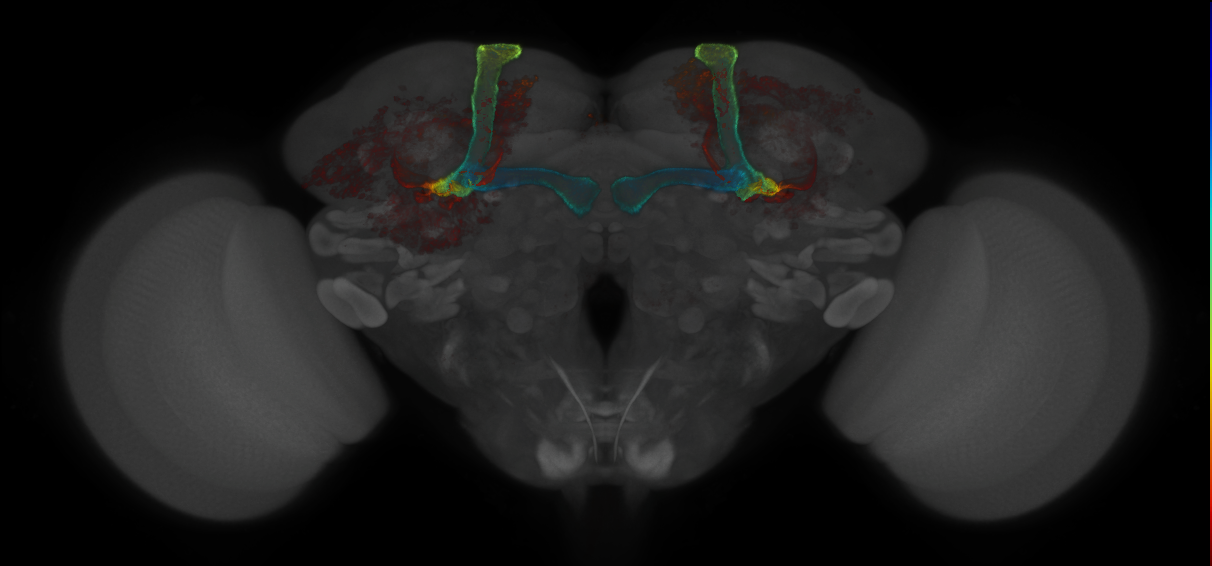 JRC_MB185B_Brain_2014_20121018_32_F1_20x