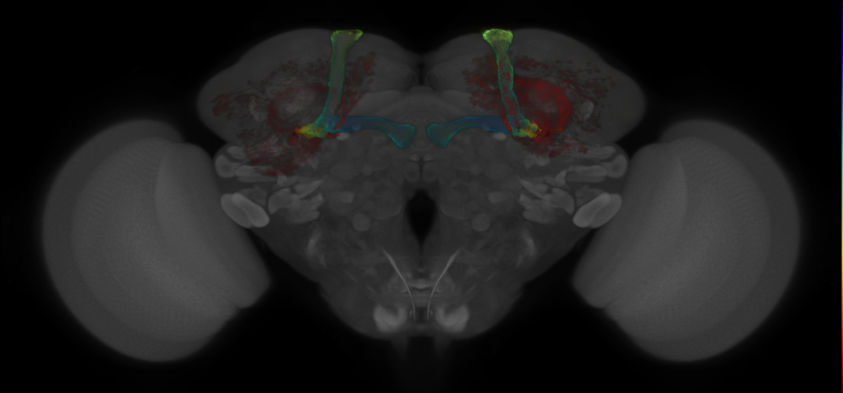JRC_MB185B_Brain_2014_20121018_32_F2_20x
