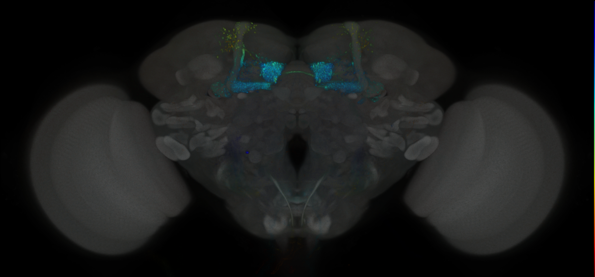 JRC_MB434B_Brain_2014_20121018_33_A4_20x
