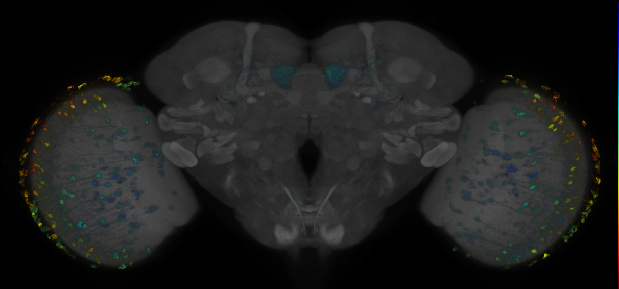 JRC_MB298B_Brain_2014_20121018_33_B4_20x